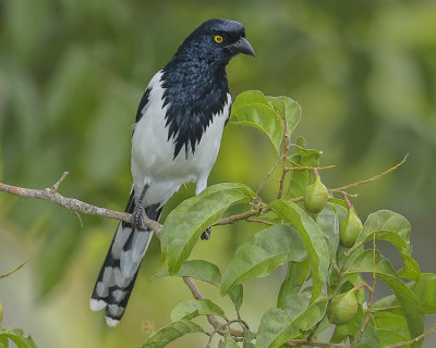 MAGPIE TANAGER