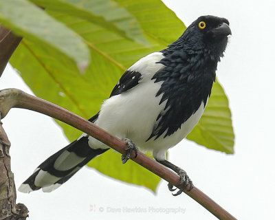 MAGPIE TANAGER