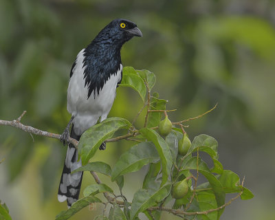 MAGPIE TANAGER