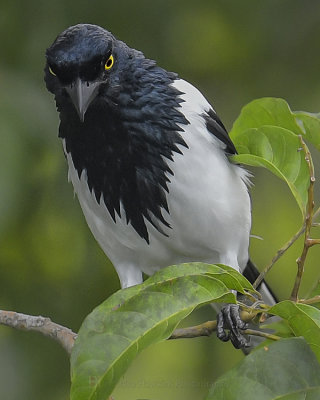 MAGPIE TANAGER