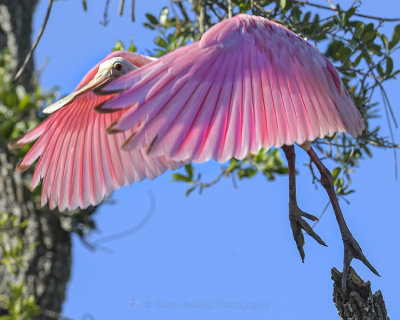 ROSEATE SPOONBILL