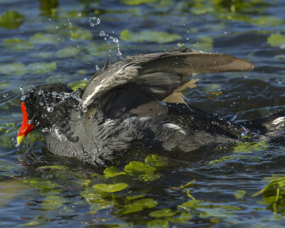 COMMON MOORHEN