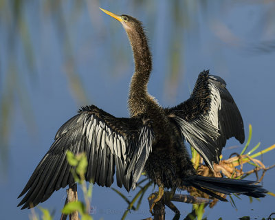 ANHINGA