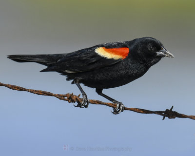 RED-WINGED BLACKBIRD