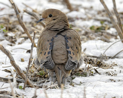 MOURNING DOVE