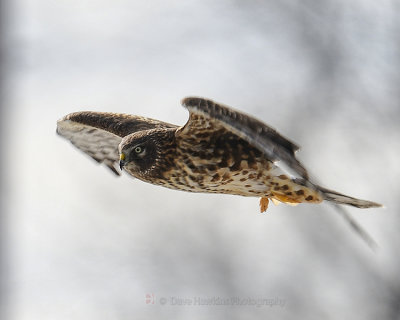 NORTERN HARRIER