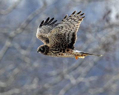 NORTERN HARRIER