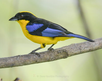 BLUE-WINGED MOUNTAIN TANAGER