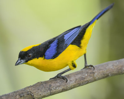 BLUE-WINGED MOUNTAIN TANAGER