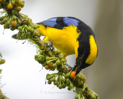 BLUE-WINGED MOUNTAIN TANAGER