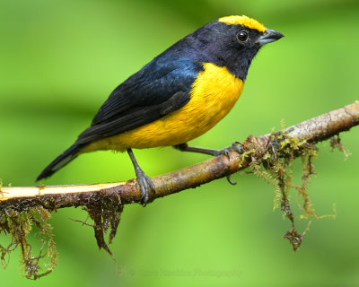 THICK-BILLED EUPHONIA ♂