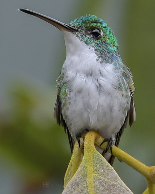 ANDEAN EMERALD