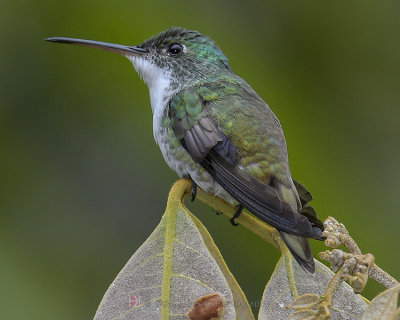 ANDEAN EMERALD