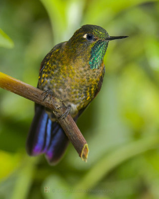 TYRIAN METALTAIL