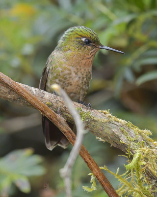 TYRIAN METALTAIL