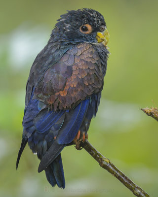 BRONZED-WINGED PARROT