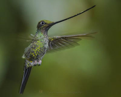SWORD-BILLED HUMMINGBIRD