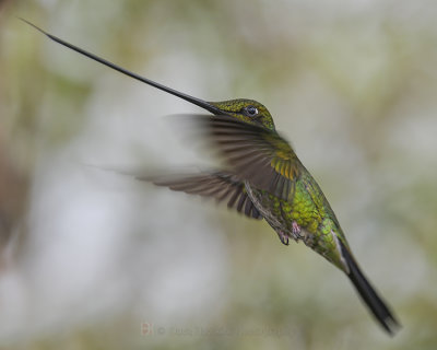 SWORD-BILLED HUMMINGBIRD
