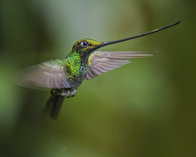 SWORD-BILLED HUMMINGBIRD