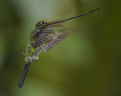 SWORD-BILLED HUMMINGBIRD