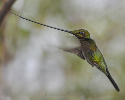 SWORD-BILLED HUMMINGBIRD