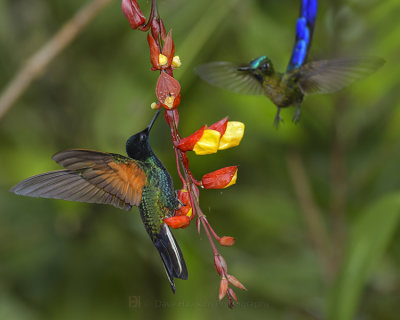 VELVET-PURPLE CORONET and a VIOLET-TAILED SYLPH waiting his turn
