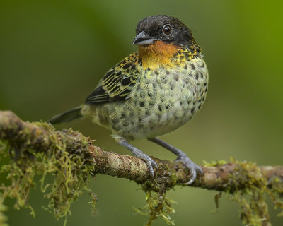RUFOUS-THROATED TANAGER