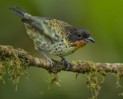 RUFOUS-THROATED TANAGER