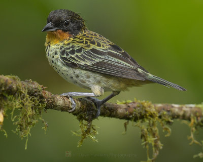 RUFOUS-THROATED TANAGER