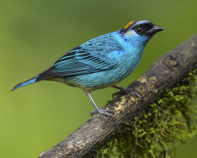 GOLDEN-NAPED TANAGER