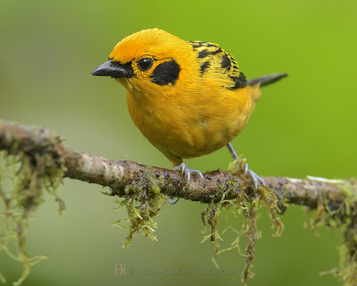 GOLDEN TANAGER