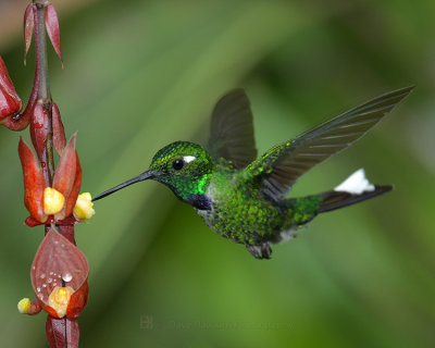 PURPLE-BIBBED WHITETIP