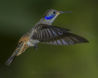 BROWN VIOLETEAR
