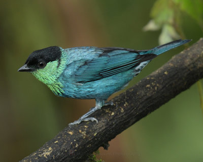 BLACK-CAPPED TANAGER