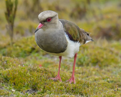 ANDEAN LAPWING