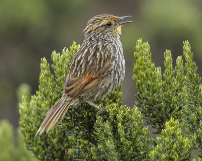 MANY-STRIPED CANASTERO
