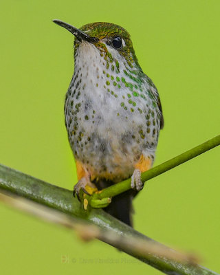 BOOTED RACKET-TAIL ♀  (Amazon Orange Booted sub-species)