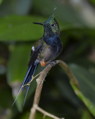 WIRE-CRESTED THORNTAIL ♂