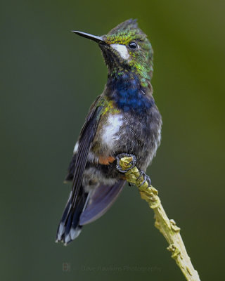 WIRE-CRESTED THORNTAIL ♀