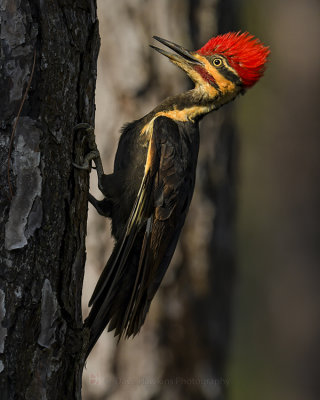 PILEATED WOODPECKER