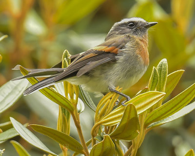 RUFOUS-BREASTED CHAT-TYRANT