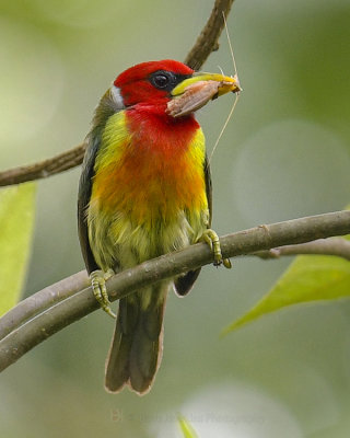 RED-HEADED BARBET