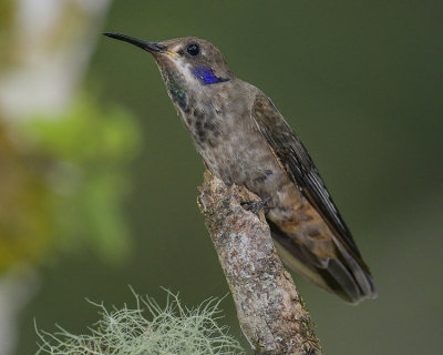 BROWN VIOLETEAR