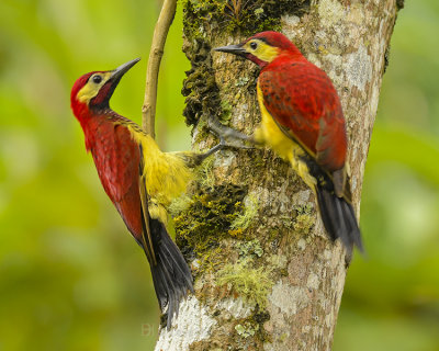 CRIMSON-MANTLED WOODPECKER
