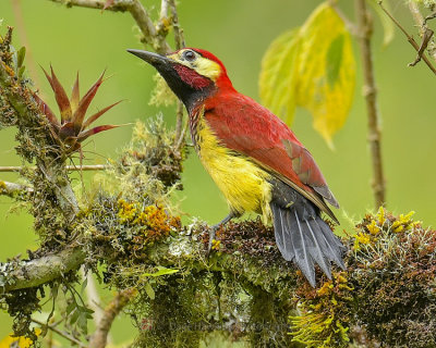 CRIMSON-MANTLED WOODPECKER