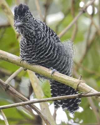 LINED ANTSHRIKE