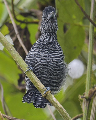 LINED ANTSHRIKE