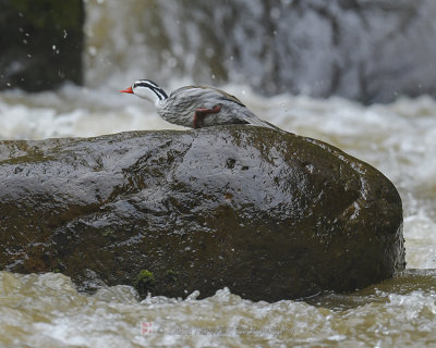 TORRENT DUCK