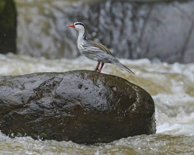 TORRENT DUCK