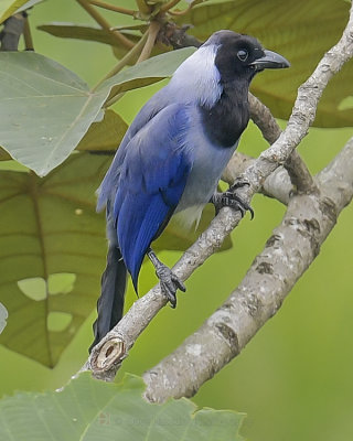 VIOLACEOUS JAY